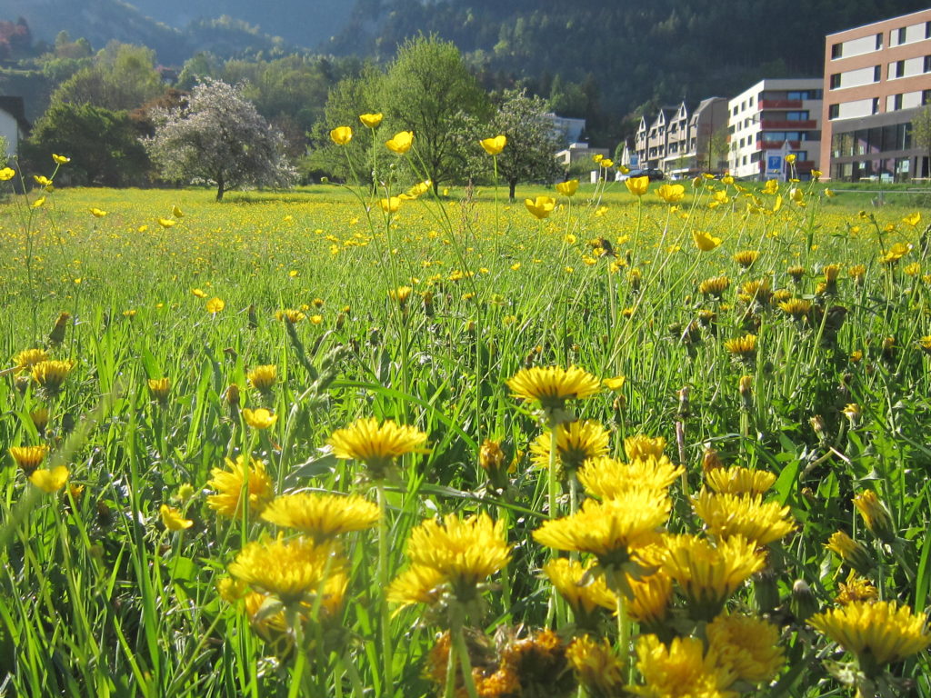 Gemeindepark Grundstück