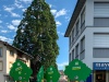 Bei diesem Baum sehen unsere Symbolbäume sehr klein aus.